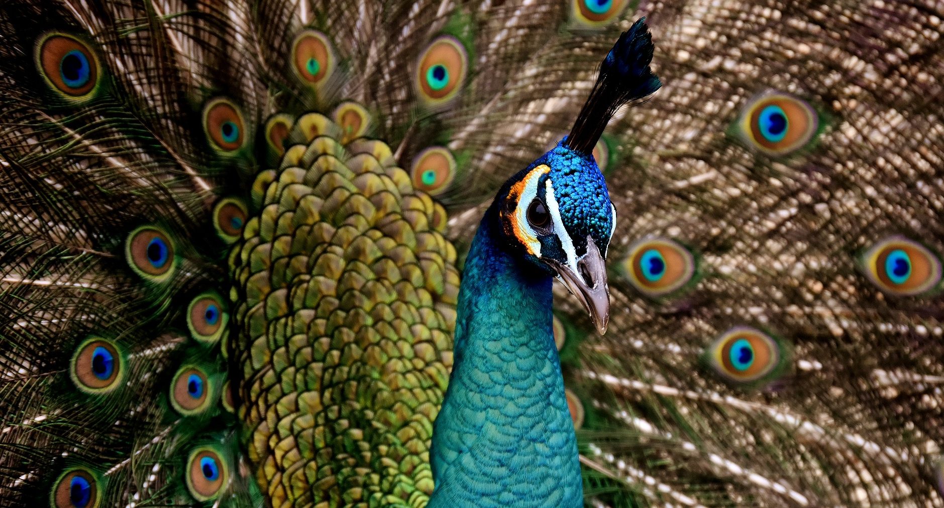 peacock-3080897_1920.jpg